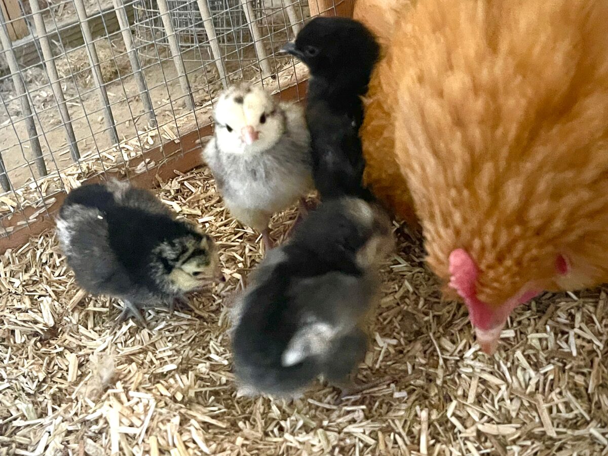 Baby Chickens