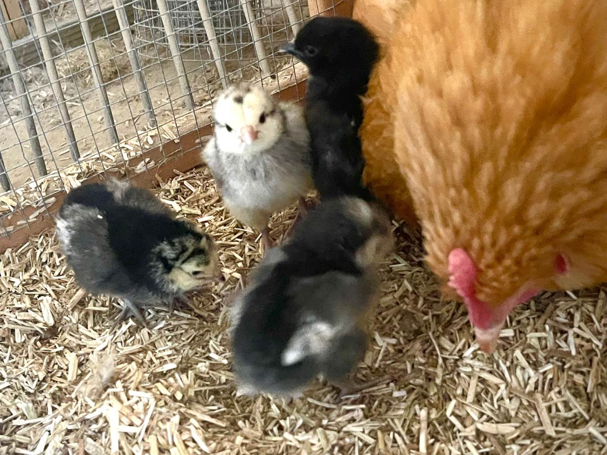 Baby Chickens 